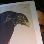 buteo-buteo